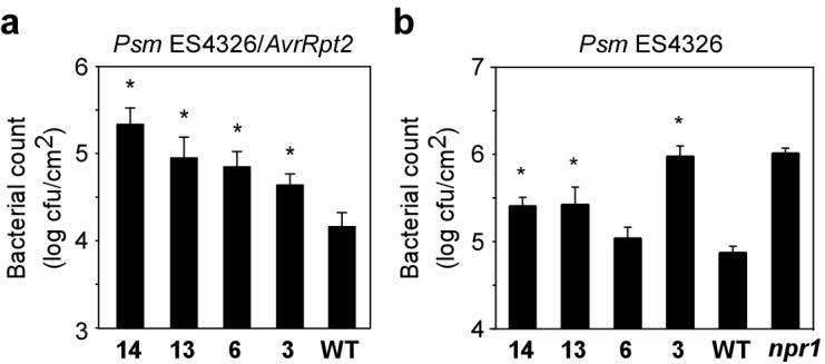Supplementary igure 7. Some of the mutants compromised in PP4-mediated resistance against Hpa Emwa1 are also defective in immune responses against Pseudomonas.