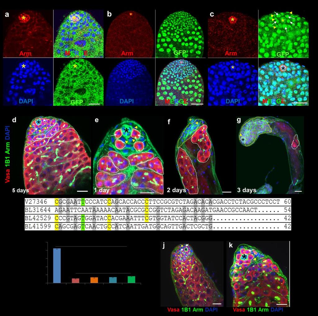 Supplementary Figure 1 Madm is not required in GSCs and hub cells. (a,b) Act-Gal4-UAS-GFP (a), Act-Gal4-UAS- GFP.nls (b,c) is ubiquitously expressed in the testes.