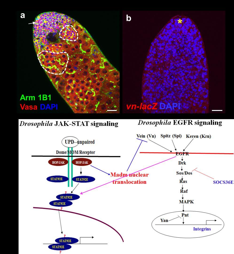 Supplementary Figure 14 A model of how Madm regulates GSC and CySC competition in Drosophila testis.