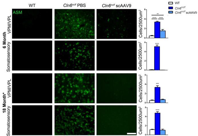 AAV9-CLN6 Gene Therapy for CLN6-Batten Disease 49 CLN6: Preclinical Mouse Data Autofluorescent Storage Material Single AAV9-CLN6 Administration Results in Reduction of Autofluorescent Substrate