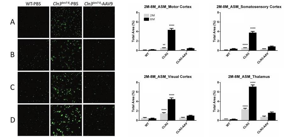 AAV9-CLN3 Gene Therapy for CLN3-Batten Disease 55 CLN3: Preclinical Mouse Data Autofluorescent Substrate Material Single AAV9-CLN3 Administration Results in Reduction of Autofluorescent Substrate