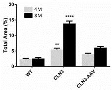 mouse Astrocyte Activation: Month 8 WT Untreated CLN3 mouse