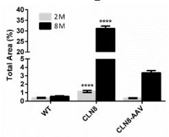Glial Activation Astrocyte Activation: Month 8 WT Untreated CLN8 mouse AAV9-CLN8