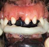 OPEN ROOT TIP In some cases of trauma, the problem occurred while the tooth was still developing the tip of the root (apex). Other times disease of the tooth can dissolve the apex.