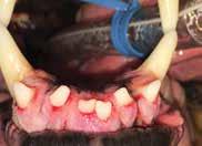 ORAL TUMORS Many types of oral tumors exist. Some are benign but locally painful and aggressive.