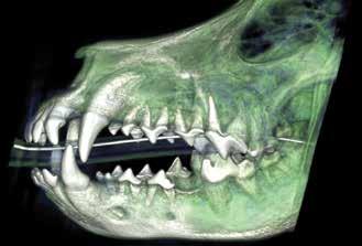 3D rotating image view: Change the density of the skull to see through to the teeth Change the density of specific