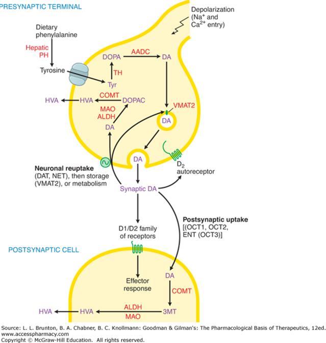 Levodopa Mechanism: Converted to dopamine via DOPA decarboxylase Gold standard of therapy Characterized by on/off periods Dopamine Agonists Mechanism: Stimulates dopamine receptors