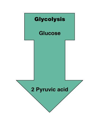 Glycolysis The oxidation of glucose