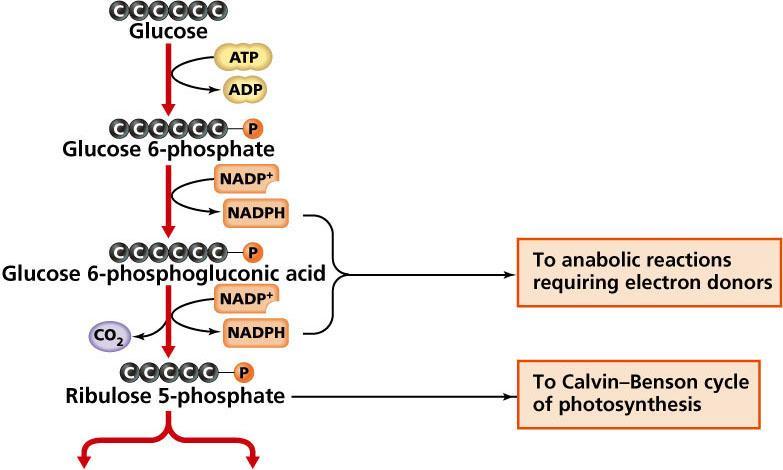 Pentose Phosphate Pathway Pentose phosphate pathway net gain =