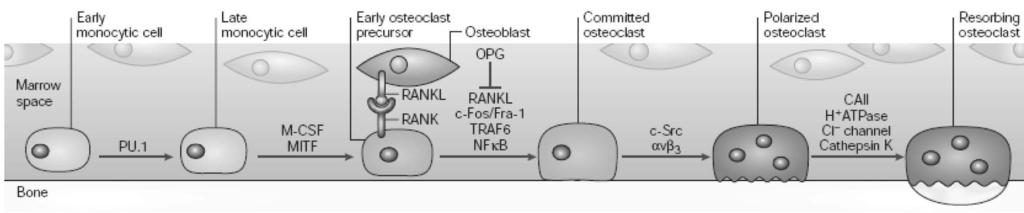 1. (Nat. Rev. Genet. 2003) OPG (osteoptotegerin) RANKL soluble decoy receptor RANKL signal.