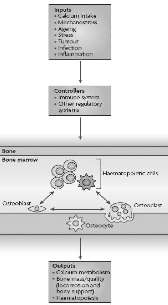 5. CIA (Collagen-induced arthritis) 4. The osteoimmune system (Nature Rev. Immunol. 2007) pathogen host cytokine cytokine.