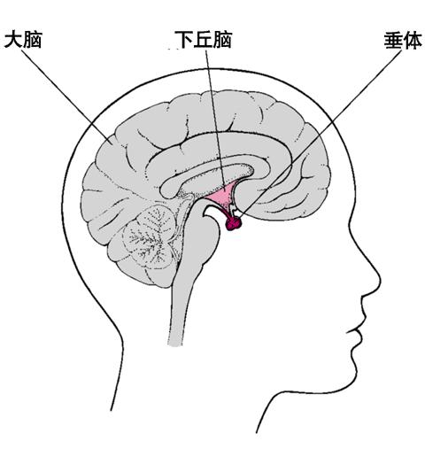 hgh Secretion From somatotroph ( 促生长激素细胞 )in the anterior pituitary ( 垂体前叶 ) hypothalamus Brain
