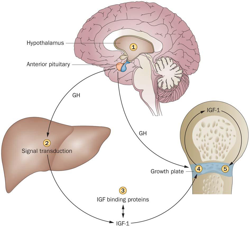 Biological activity of IGF1 Primary mediator of the effects of growth hormone