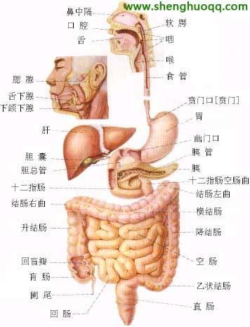 胰脏的位置 6 http://www.shenghuoqq.