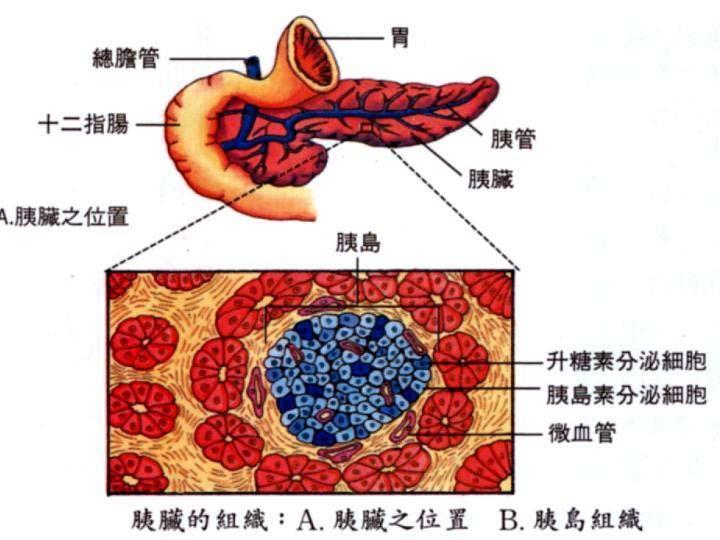 Source of insulin inside the body Common bile duct Duodenum Stomach