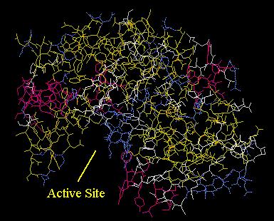 Protein structure & function depends on structure 3-D structure