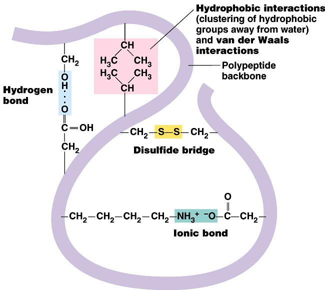 Secondary (2 ) structure Tertiary (3 ) structure interactions