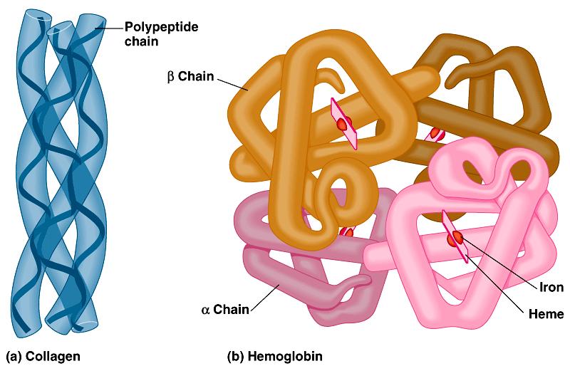 Quaternary (4 ) structure only then does polypeptide become functional protein collagen =