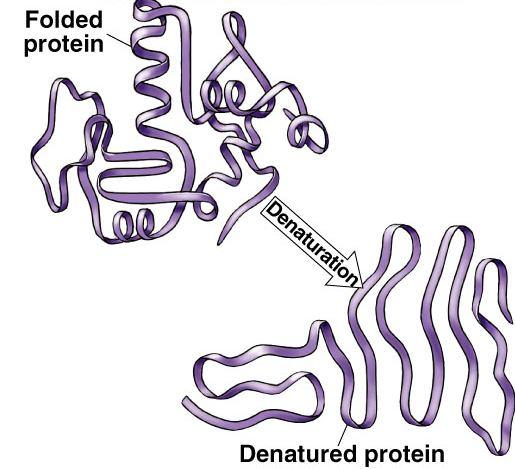Unfolding a protein alter 3-D shape In Biology, size doesn t matter, SHAPE matters!