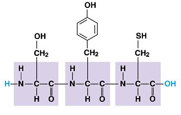 steroids ester bond (in a fat) amino acids levels of structure