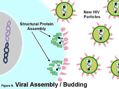Assembly, Budding and Maturation Copies of HIV genetic material gather together with newly made HIV proteins and enzymes to form new viral particles, which are then released from the cell.