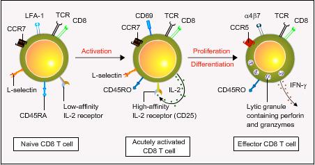 What is T cell activation?