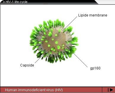 How does HIV infect the host?
