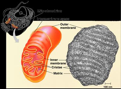 Mitochondria Function make ATP