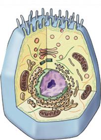 organelles animal cells