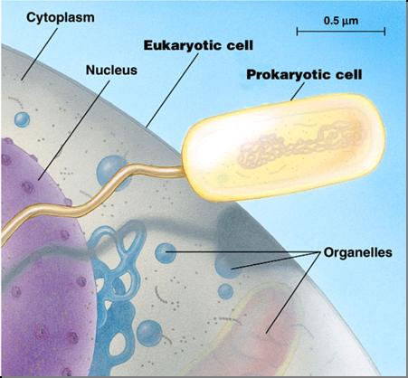 Cell size comparison Animal cell Bacterial cell most bacteria 1 10 microns eukaryotic cells
