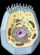 Cell Summary Cells have 3 main jobs make energy need food + O2 cellular
