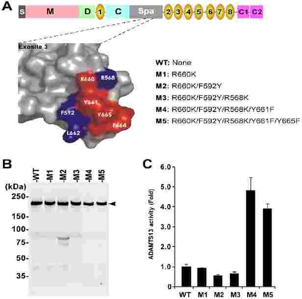 Gain-of-function ADAMTS 13 variants In acquired TTP, IgG bind the spacer domain of ADAMTS ical for recognition and proteolysis of VWF) Variant