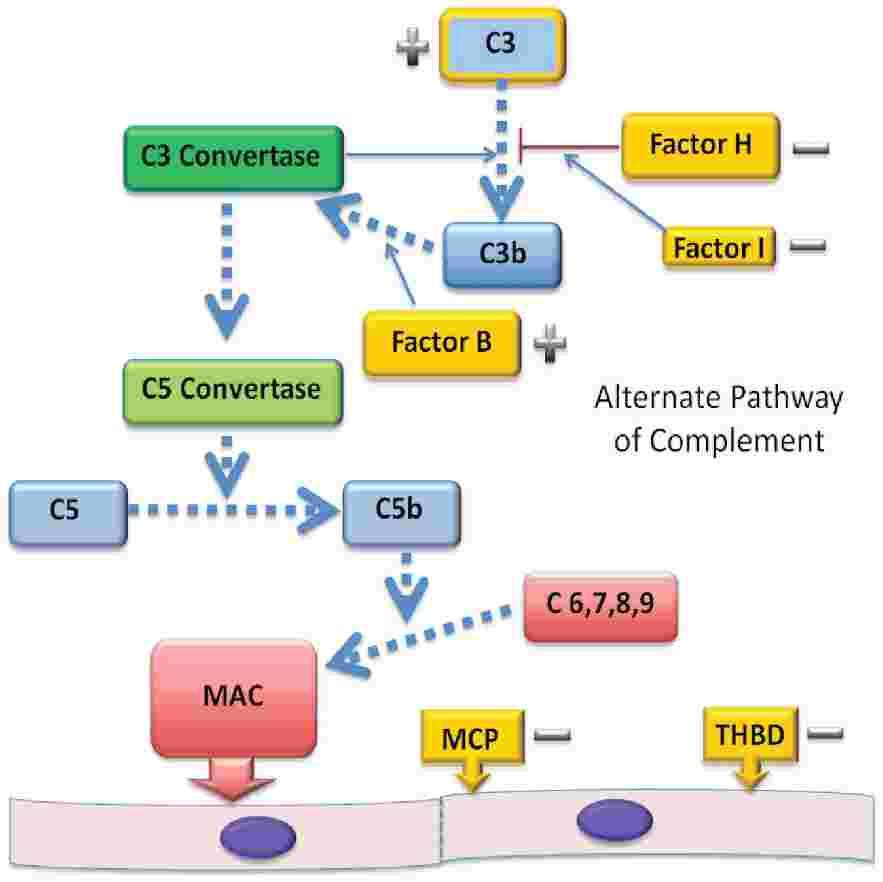 Alternate pathway of complement and ahus
