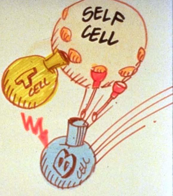 Autoimmune Disease 1. T-cell identifies self cell as non-self cell. 2.