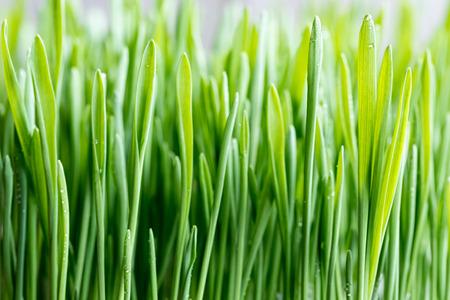 Like all sprouts, wheatgrass is highly nutritious, containing powerful doses of vitamins and minerals, including more beta-carotene than carrots and more vitamin C than oranges!