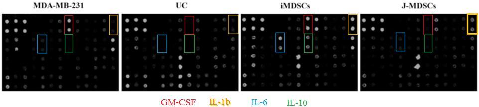 STAT3 Driven by IL-6 from MDSCs Elevated GM-CSF, IL-1b, IL-6, and IL-10 all could drive a STAT3 signal