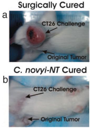 spores results in hemorrhagic necrosis of tumor 1/3 of mice full clear the tumor with no recurrence