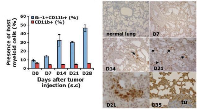 MDSCs Arrive before Tumor Cells Using 4T1 breast cancer cells, authors noted a large increase in lung cells prior to metastasis MDSCs began to arrive in large numbers as early as D7, 7-14 days