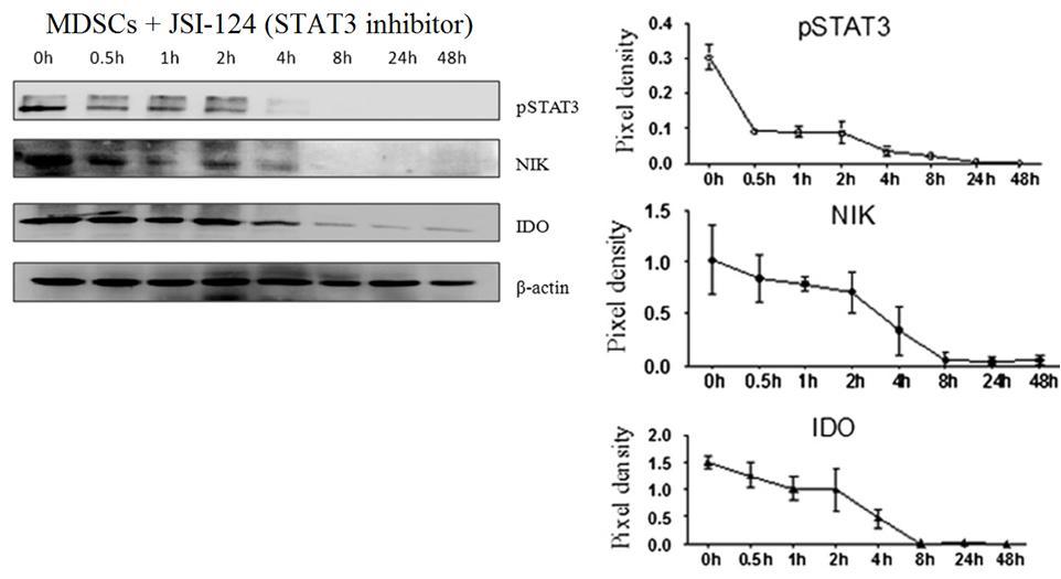 IDO production linked to STAT3 Using derived MSDCs from MDA-MB-468 coculture. STAT3 inhibition with JSI-124 reduced IDO expression.