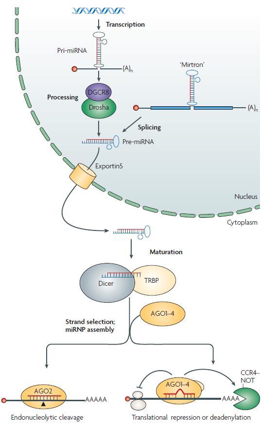 Biogenesis of mirnas mirna transcribed by RNA Pol II into primirna Pri-miRNA cleaved into pre-mirna by Drosha and