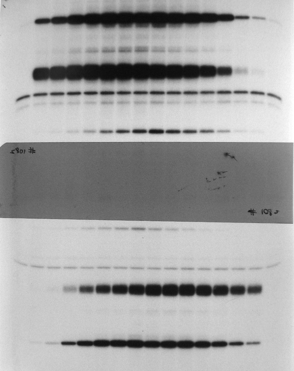 NP R416A pcdna-np 0.25.5 1 2 wt NP 3 4 5 0.25.5 1 2 3 4 5 vrna mrna 5S rrna pcdna-np mrna αnp 50 50 α β-actin Relative RNA level (cf. wt NP) 37 Supplementary Fig. S5.