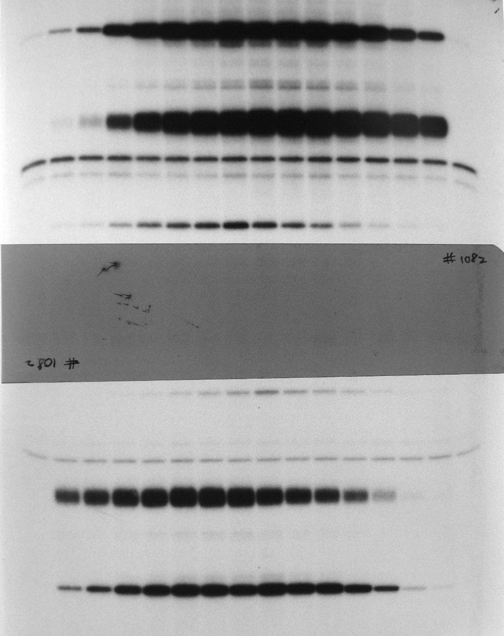5µg of each of the polymerase subunit-expressing plasmids and the plasmid expressing the 221 nucleotide long RNA template were transfected together with the amount of