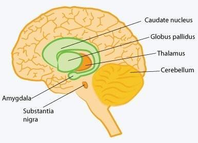 Parkinson`s disease - Pathophysiology The Basal Ganglia Consists of Five Large Subcortical Nuclei that