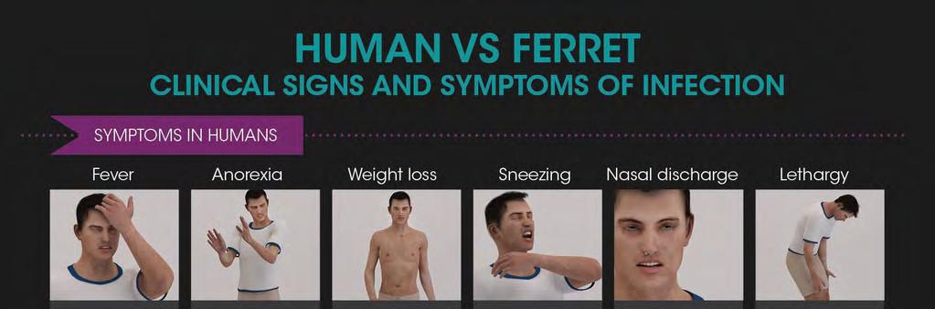 Close physiologic links between ferret and human