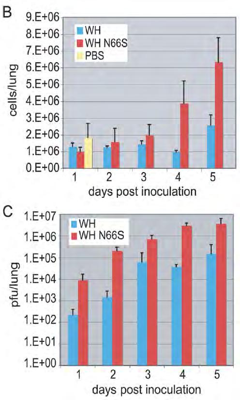 1918, HPAI H5N1, and PB1-F2 Both 1918 and H5N1 possess single aa substitution in PB1-F2 Virus