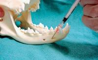 performed by inserting the needle just caudal and center to the last maxillary molar.