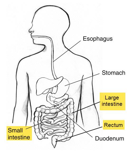 How does CF effect the intestines? The intestines are a long, continuous tube running from the stomach to the anus. Most absorption of nutrients and water happen in the intestines.
