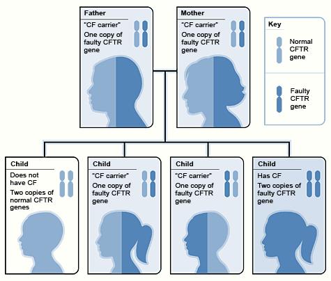 Every person inherits two CFTR genes one from each parent. Children who inherit a faulty CFTR gene from each parent will have CF. s mutations are and.