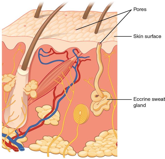 How does CF affect the sweat glands? Sweat glands are small tube-like structures of the skin that produce sweat.
