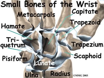 The anatomy of the wrist joint is extremely complex, probably the most complex of all the joints in the body. The wrist is actually a collection of many joints and bones.